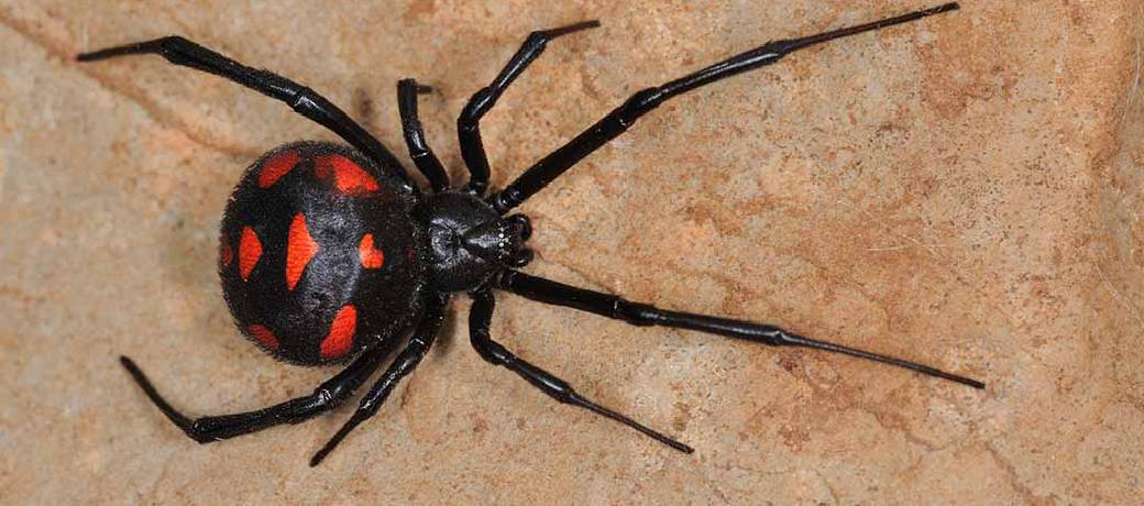 Illustration for Does the Black Widow Spider Kill her Mate?