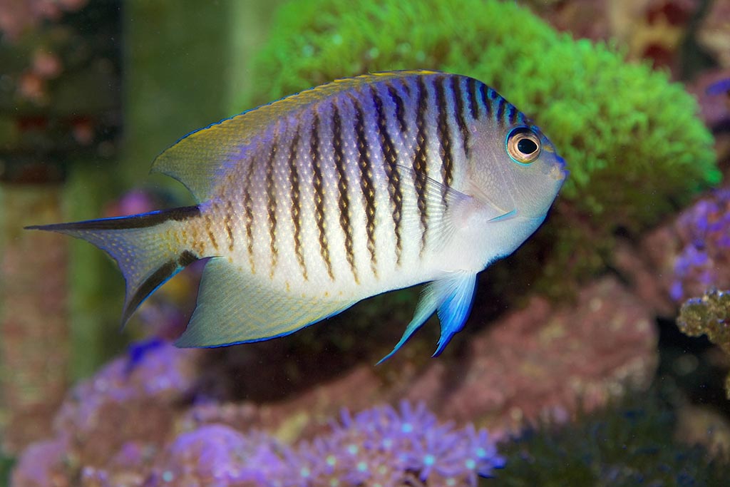 small tropical fish with a brightly coloured compressed body