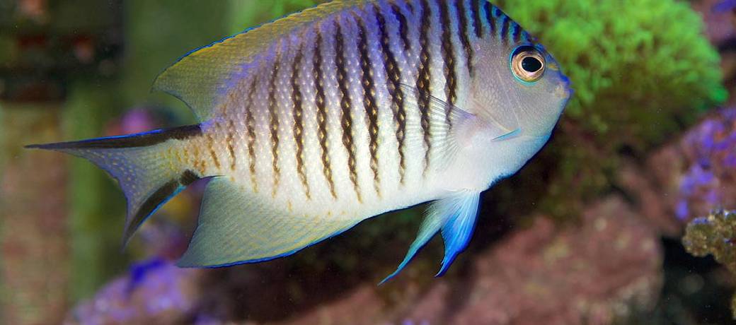 The Fish Which Changes From Female to Male
