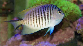 Illustration for The Fish Which Changes From Female to Male