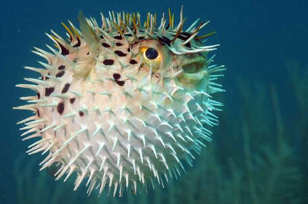 Puffer fish can take in large amounts of water to swell up like a balloon making it very difficult for its attacker to swallow it.