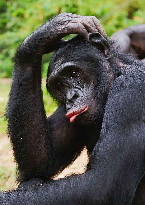 A contemplative bonobo?