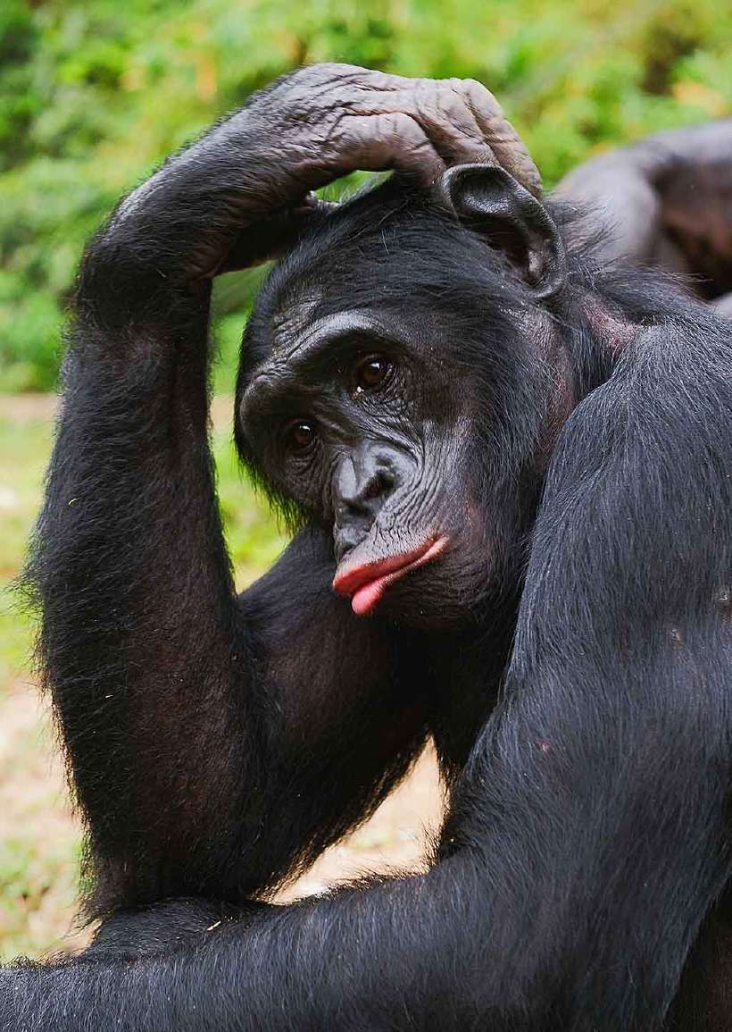 A contemplative bonobo?