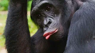 Illustration for Chimp Traits
