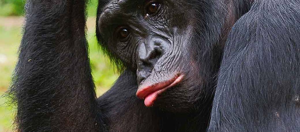 Illustration for Chimp Traits