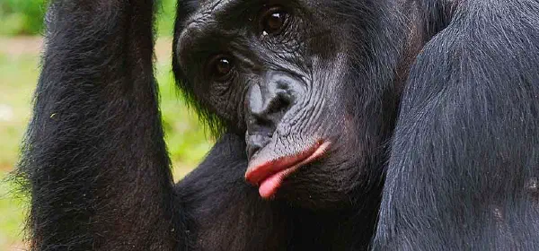 Illustration for Chimp Traits