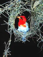 The Nest []