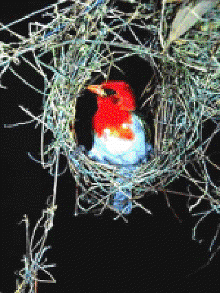 The Nest []