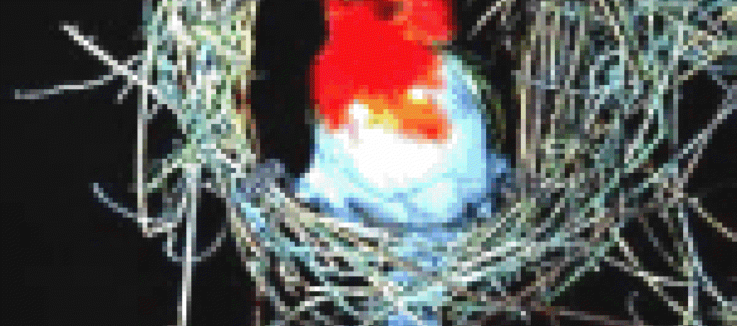 The Nest