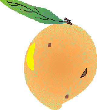 A Royal Diet of Mangoes []
