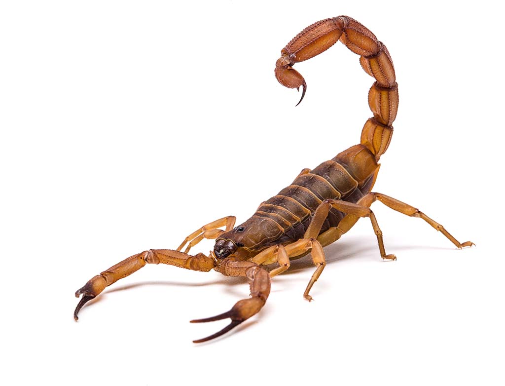 How Bad is the Sting of a Scorpion? | Pitara Kids' Network