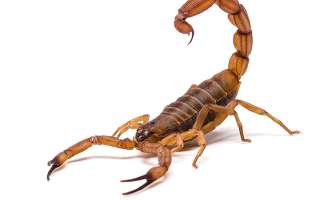 How Bad is the Sting of a Scorpion?