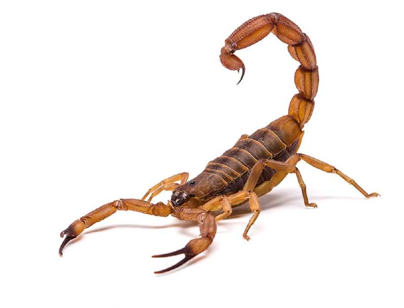 How bad is the sting of a Scorpion?