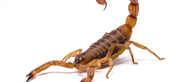 Illustration for How Bad is the Sting of a Scorpion?