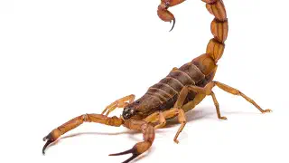 Illustration for How Bad is the Sting of a Scorpion?