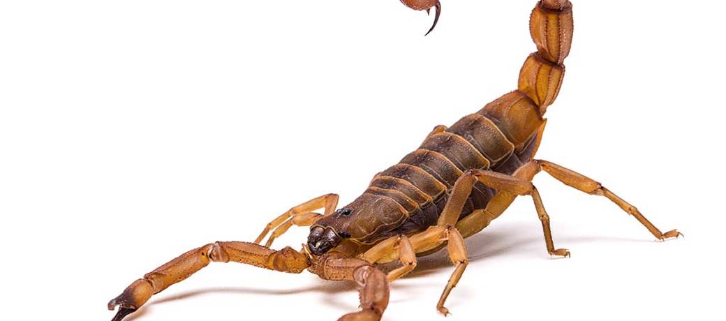 How Bad is the Sting of a Scorpion?