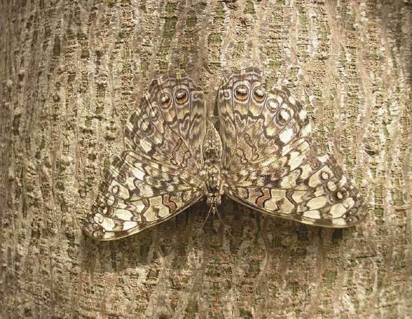 Butterfly camouflage: this butterfly merges with the bark of the tree