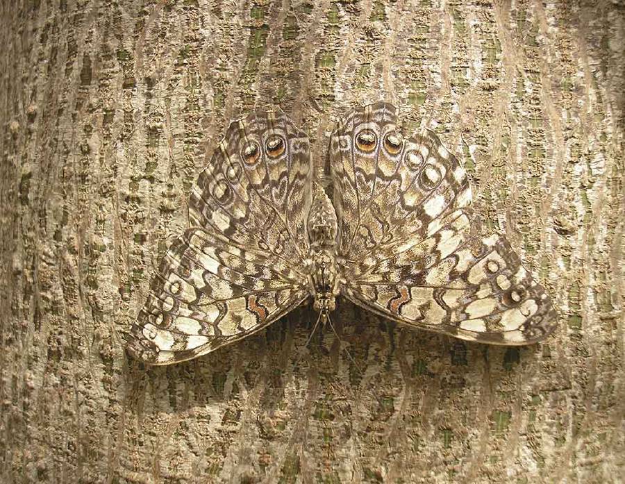 Butterfly camouflage: this butterfly merges with the bark of the tree