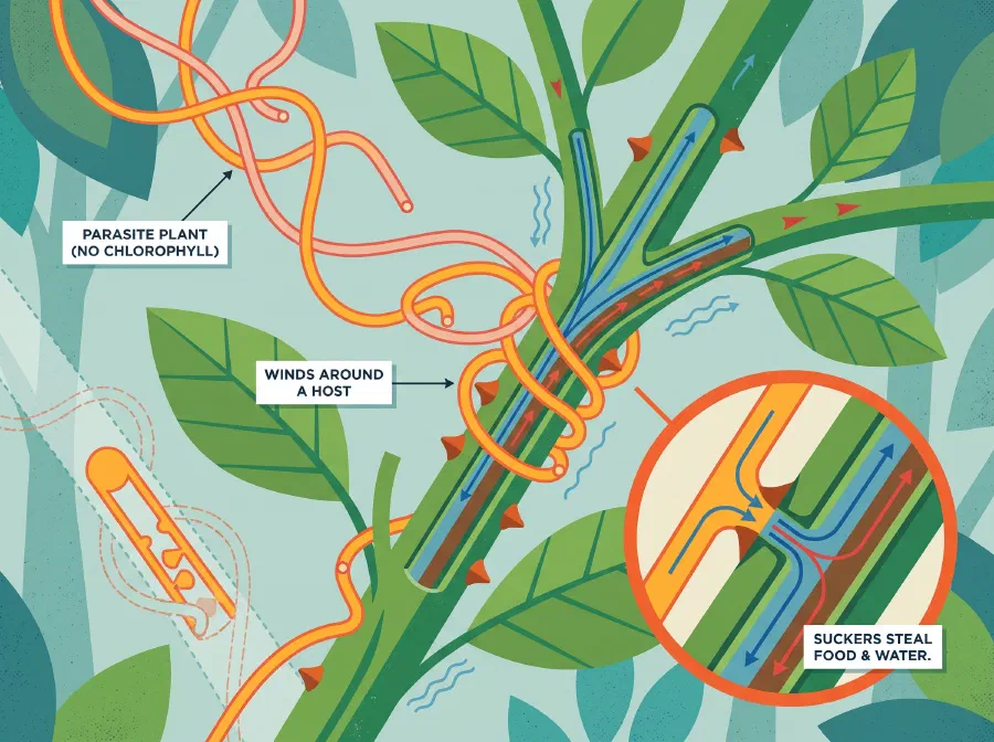 Can Plants be Parasites?