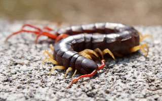 Do centipedes really have 100 feet?