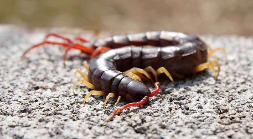 Do centipedes really have 100 feet?
