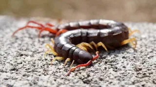 Illustration for Do centipedes really have 100 feet?