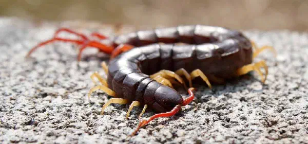 Illustration for Do centipedes really have 100 feet?