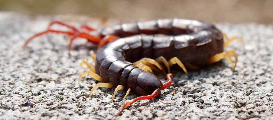 Do centipedes really have 100 feet?