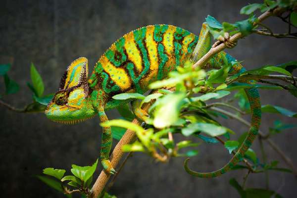 Chameleons are known for their quick color-changing abilities. But it is not necessarily for camouflage. Thy also use their color changing ability to signal their intentions to others and also to regulate their temperatures
