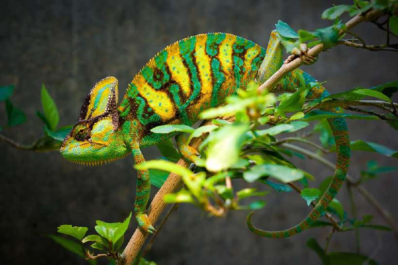 Chameleons are known for their quick color-changing abilities. But it is not necessarily for camouflage. Thy also use their color changing ability to signal their intentions to others and also to regulate their temperatures