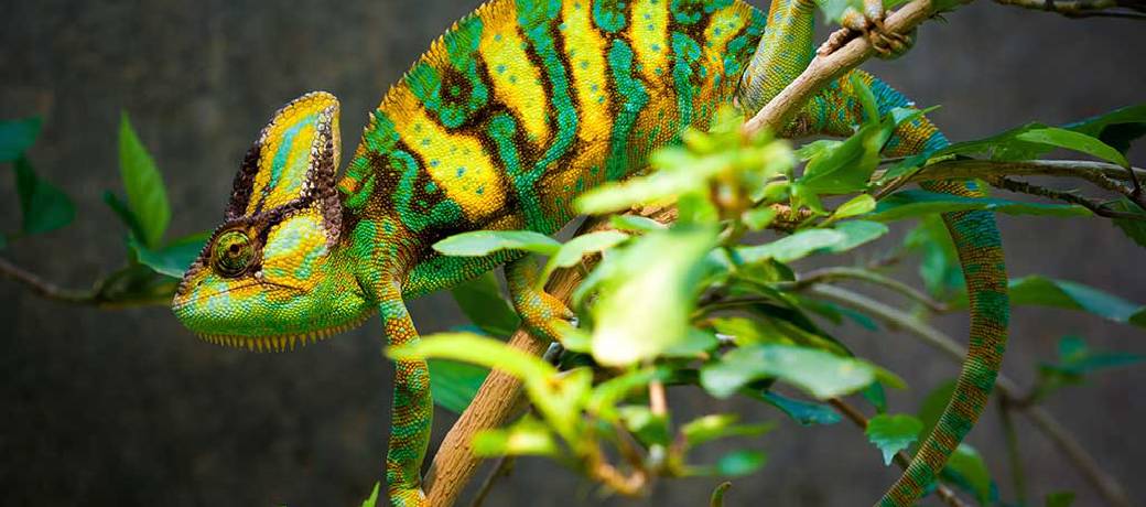 Illustration for How do Animals Camouflage?