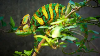 Illustration for How do Animals Camouflage?