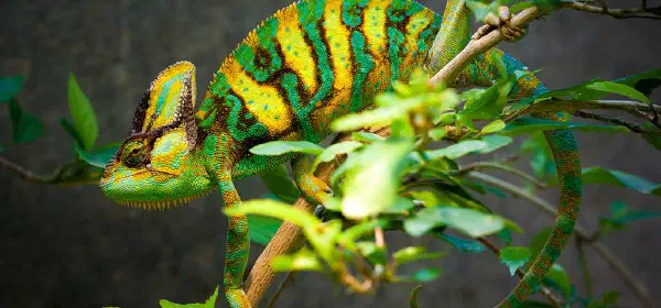 Illustration for How do Animals Camouflage?