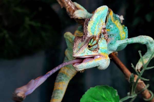 How do Chameleons Latch on to Prey Using Just Their Tongue?