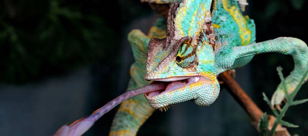 Illustration for How do Chameleons Latch on to Prey Using Just Their Tongue?