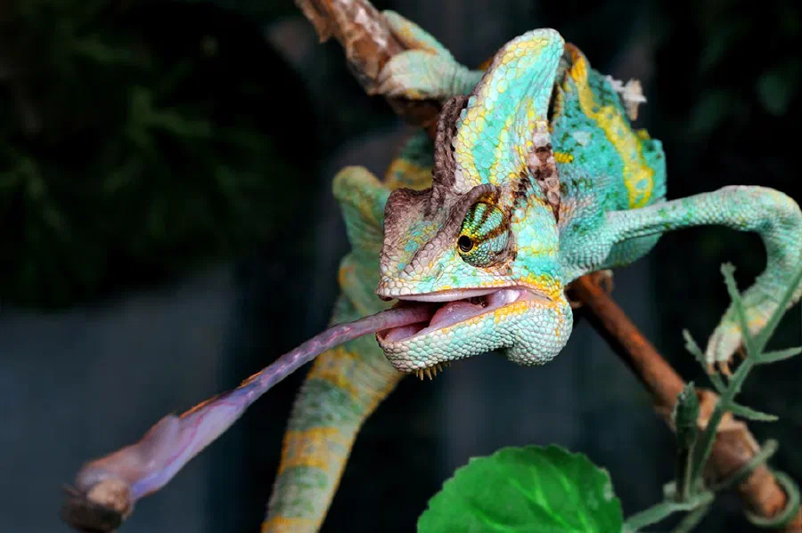 How do Chameleons Latch on to Prey Using Just Their Tongue?