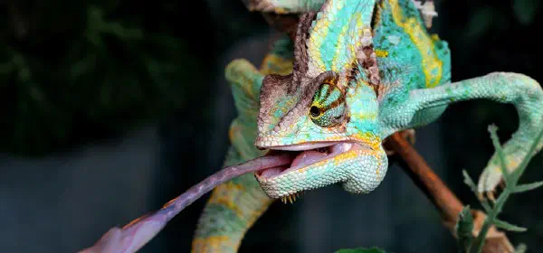 Illustration for How do Chameleons Latch on to Prey Using Just Their Tongue?