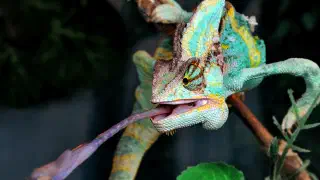 Illustration for How do Chameleons Latch on to Prey Using Just Their Tongue?