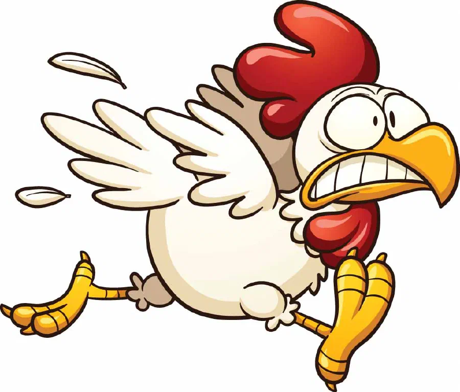 A chicken running scared
