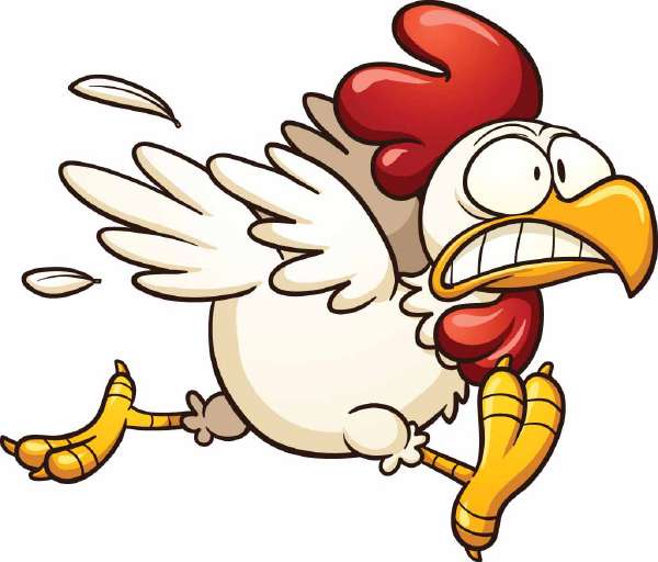 A chicken running scared