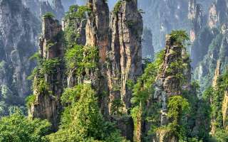 Abdul Kareem's Forest