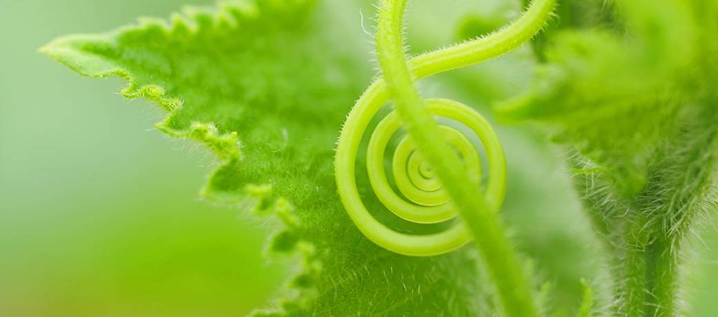 Music-loving Plants and Music-giving Plants