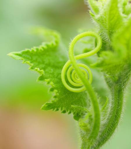 A vine that looks like a clef. Clef is a musical symbol used to indicate the pitch of written notes.
