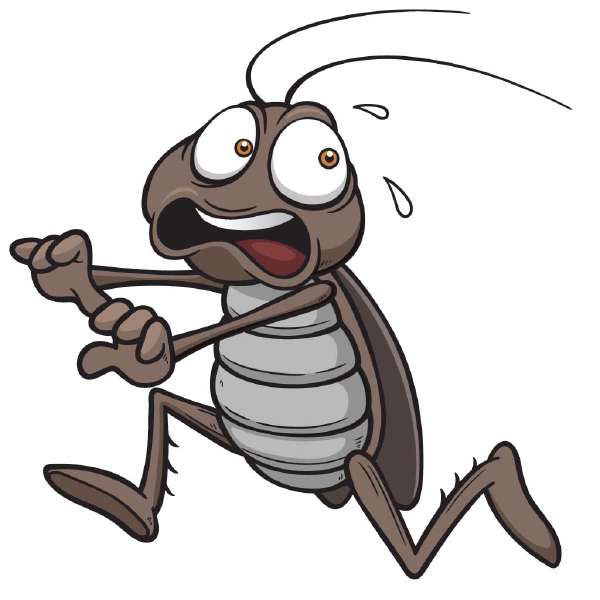 Cockroach scurrying across