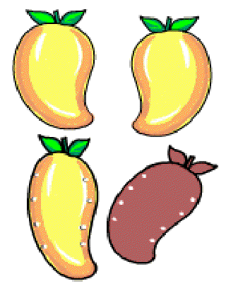 Here comes the Mango [Illustrations by Shiju George]