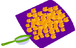 Eco-friendly Holi Colours