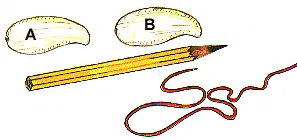 Joy of Making Indian Toys [Illustrations by D. K. Sharma]