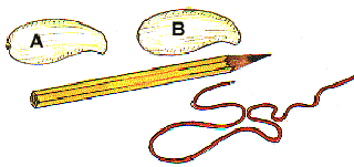 Joy of Making Indian Toys [Illustrations by D. K. Sharma]