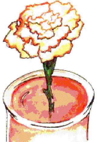Rainbow Flowers [Illustrations by Amarjeet Malik]