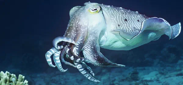 Illustration for A Fish with Three Hearts: Cuttlefish